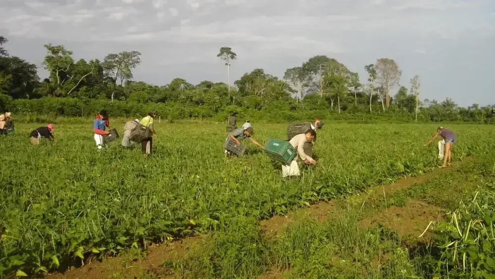 Agricultura familiar: 10 mil pessoas levam comida à mesa no DF